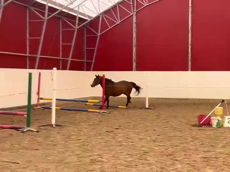 Allround hästar till salu: Arbetsglad o Härlig kille - Video 1