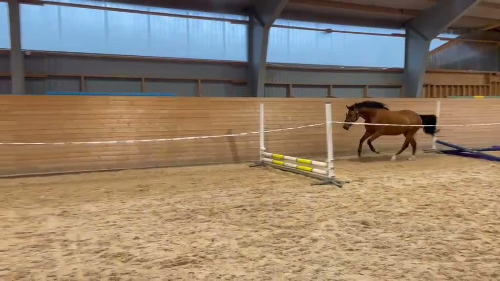 Allround hästar till salu: Söt och positiv 2-åring! - Video 1