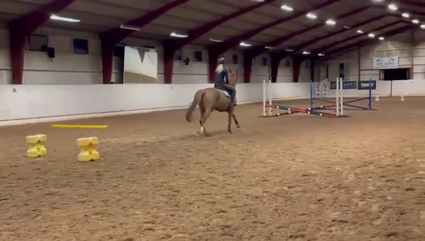 Allround hästar till salu: Härlig gentleman  - Video 1