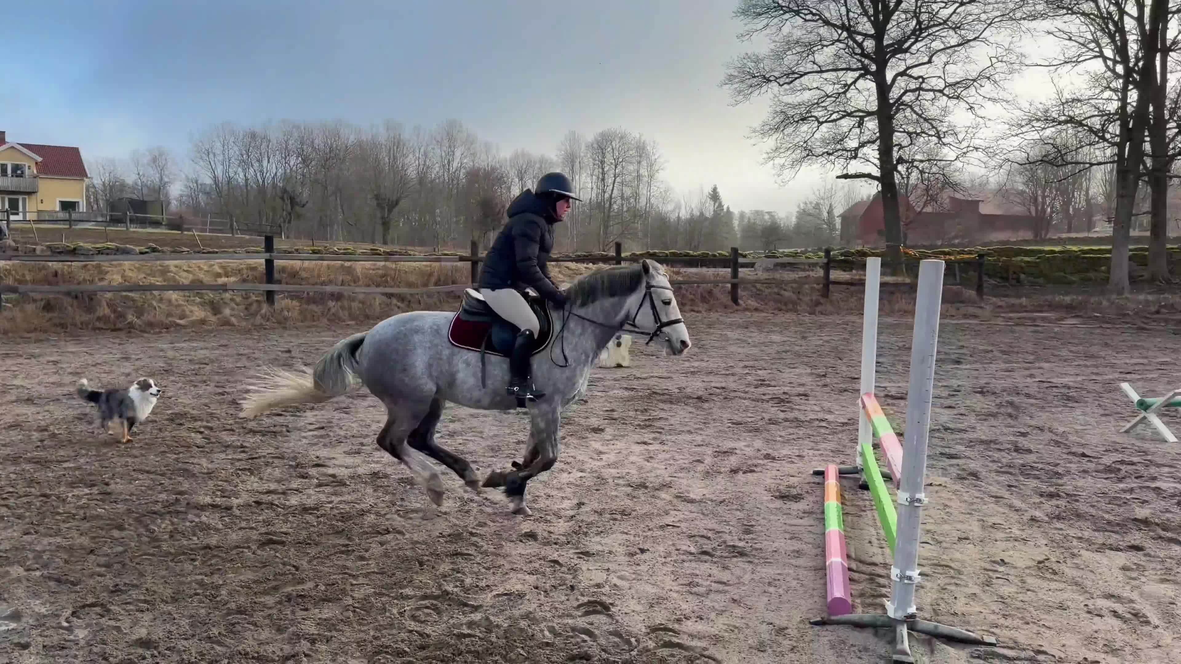 Allround hästar till salu: Härligt sto med utstrålning!  - Video 2