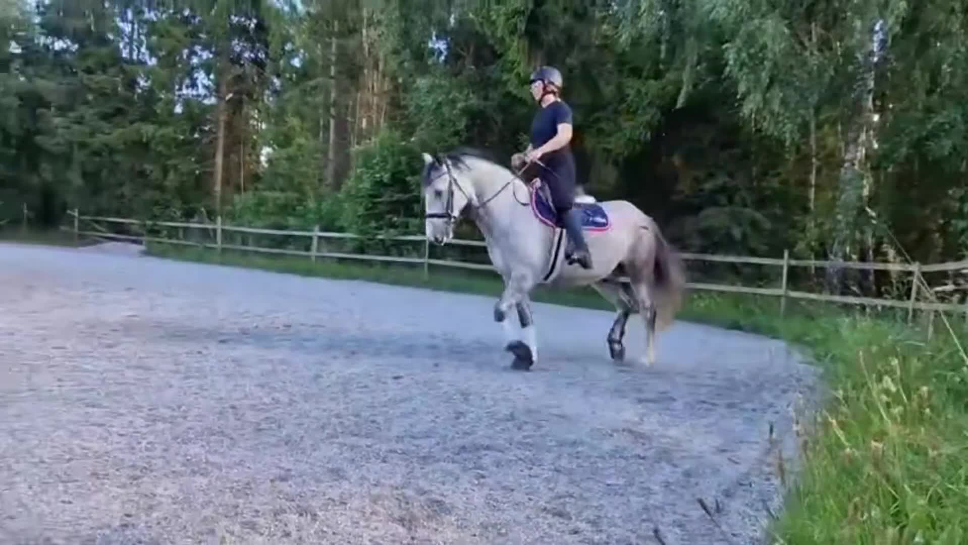 Allround hästar till salu: Charmig bästavän!  - Video 2