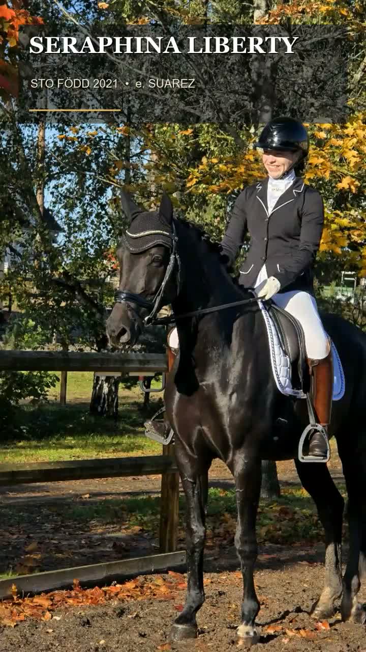 Dressyr hästar till salu: Trygg lovande unghäst med GP möderne - Video 1