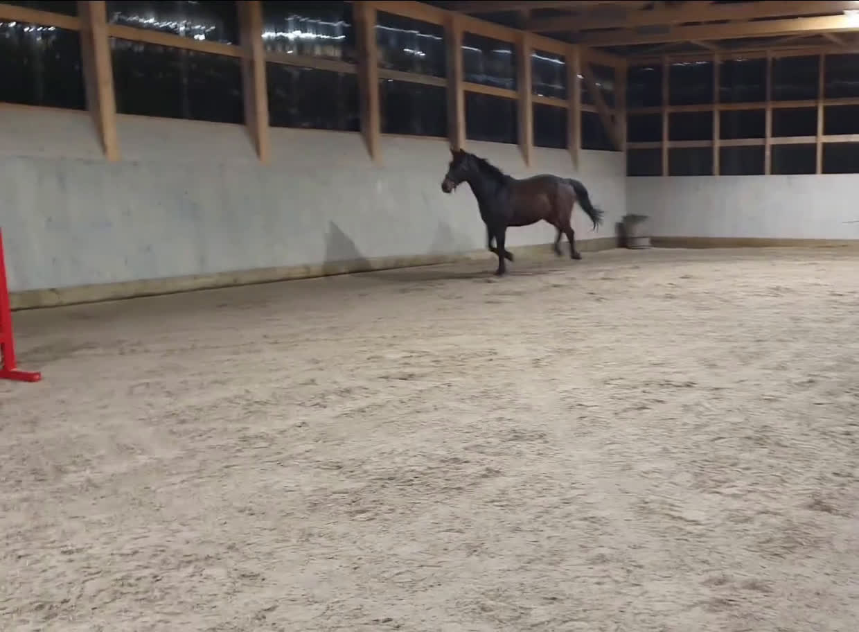 Hoppning hästar till salu:  Treåringar för hopp & fälttävlan - Video 2