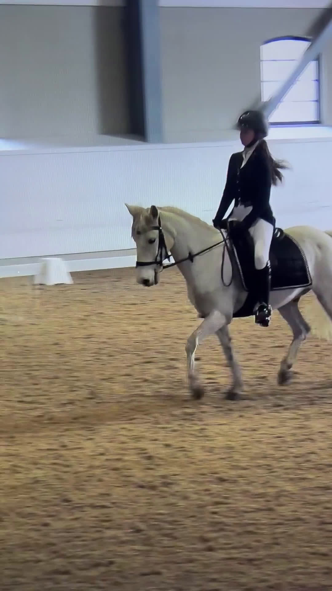 Dressyr hästar till salu: Trygg, cool kille med kapacitet  i Sätila - Video 1