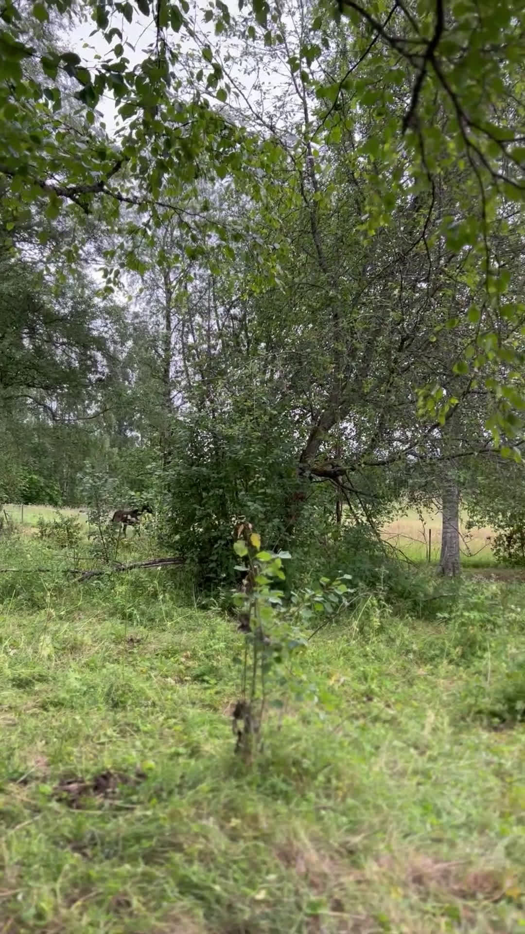 Allround hästar till salu: Sockersött Welsh Mountain sto  - Video 3