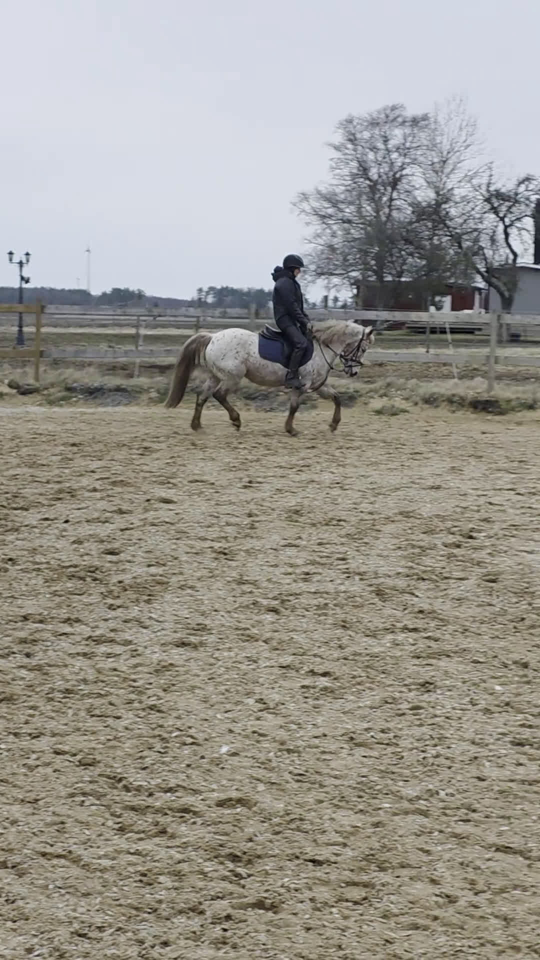 Allround hästar till salu: Trevlig ponny - Video 1
