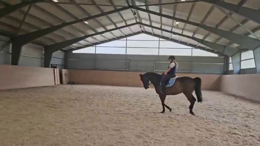 Allround hästar till salu: Fint sto med utstrålning  i Lerum - Video 1