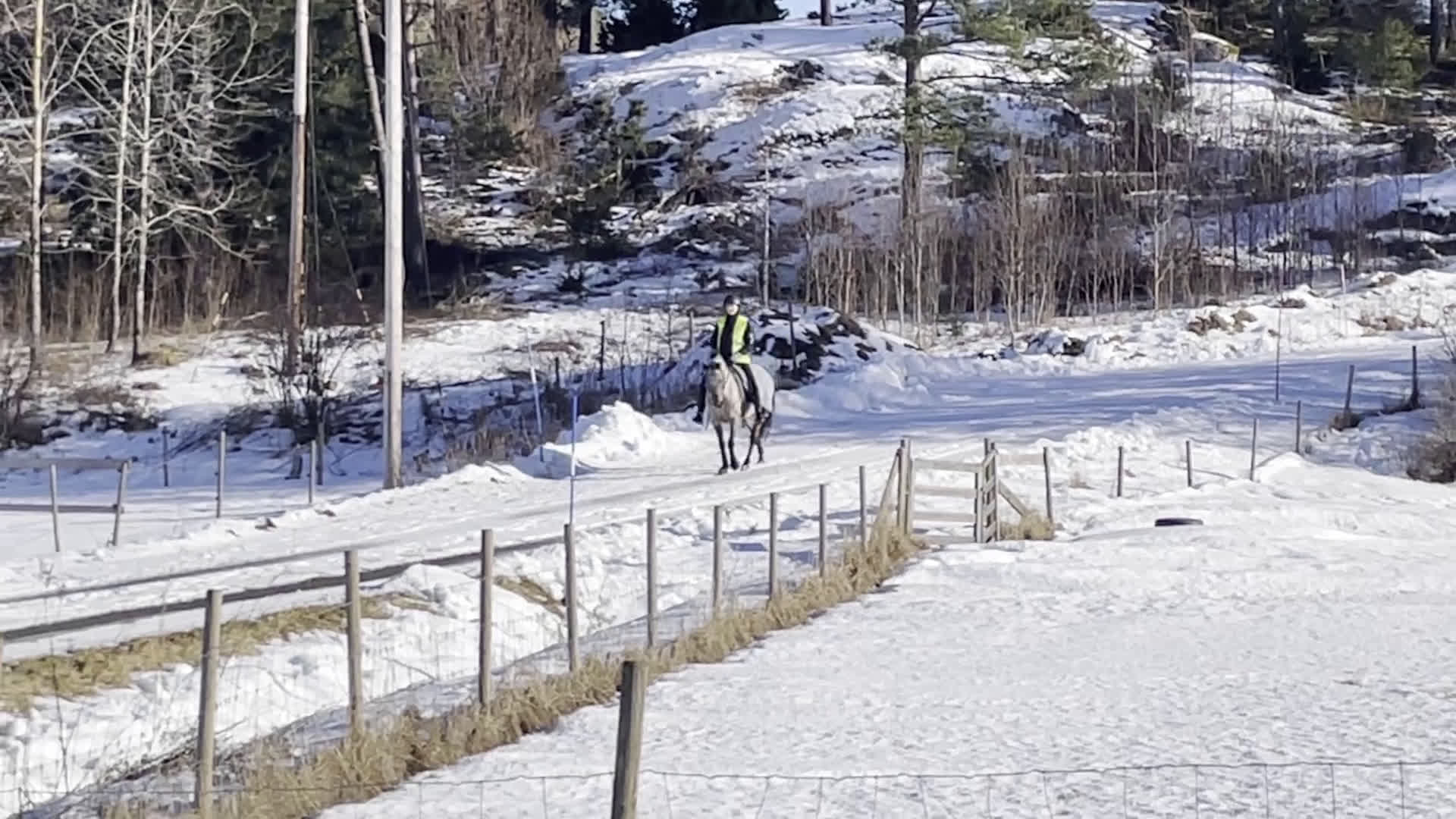 Sällskap hästar till salu: C-ponny utlånas till sällskap i Täby - Video 1