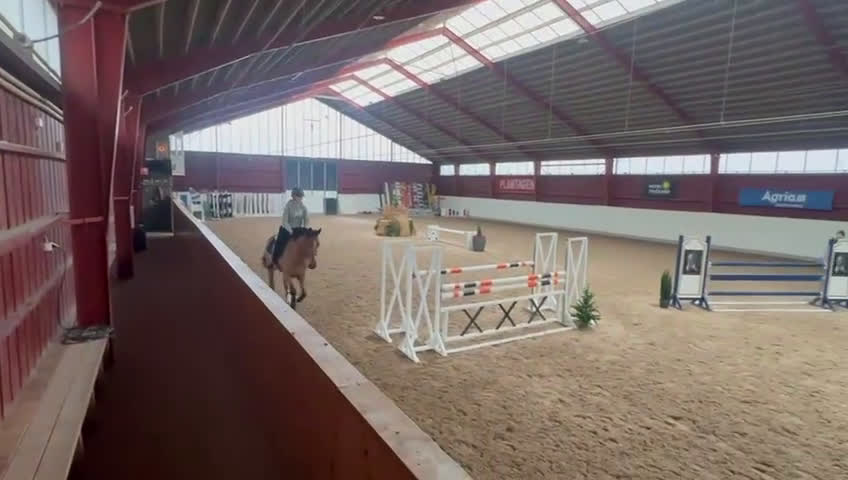 Hoppning hästar till salu: Lovande hopphäst för framtiden!  i Harplinge - Video 1