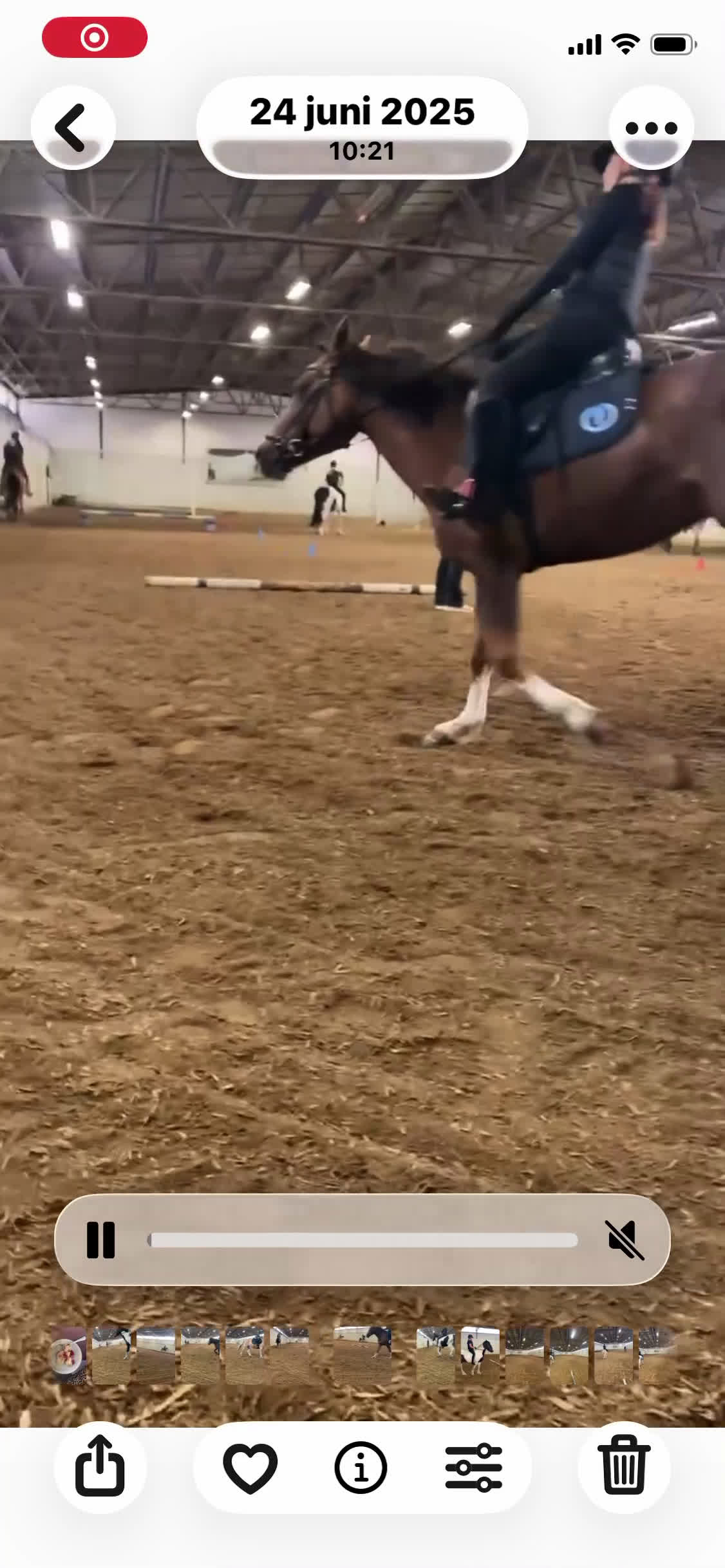  medryttarhäst finnes: Söker medryttarhäst💕 i Älvängen - Video 1