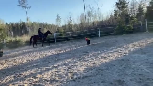 Övrigt hästar till salu: SMÅTT AKUT🌟Inriden travare🌟 - Video 3