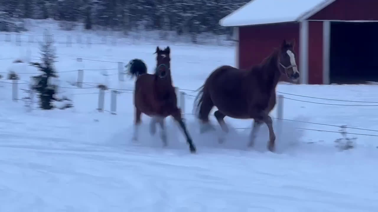 Dressyr hästar till salu: Trevlig kille för dressyrbanan  i Åseda - Video 3