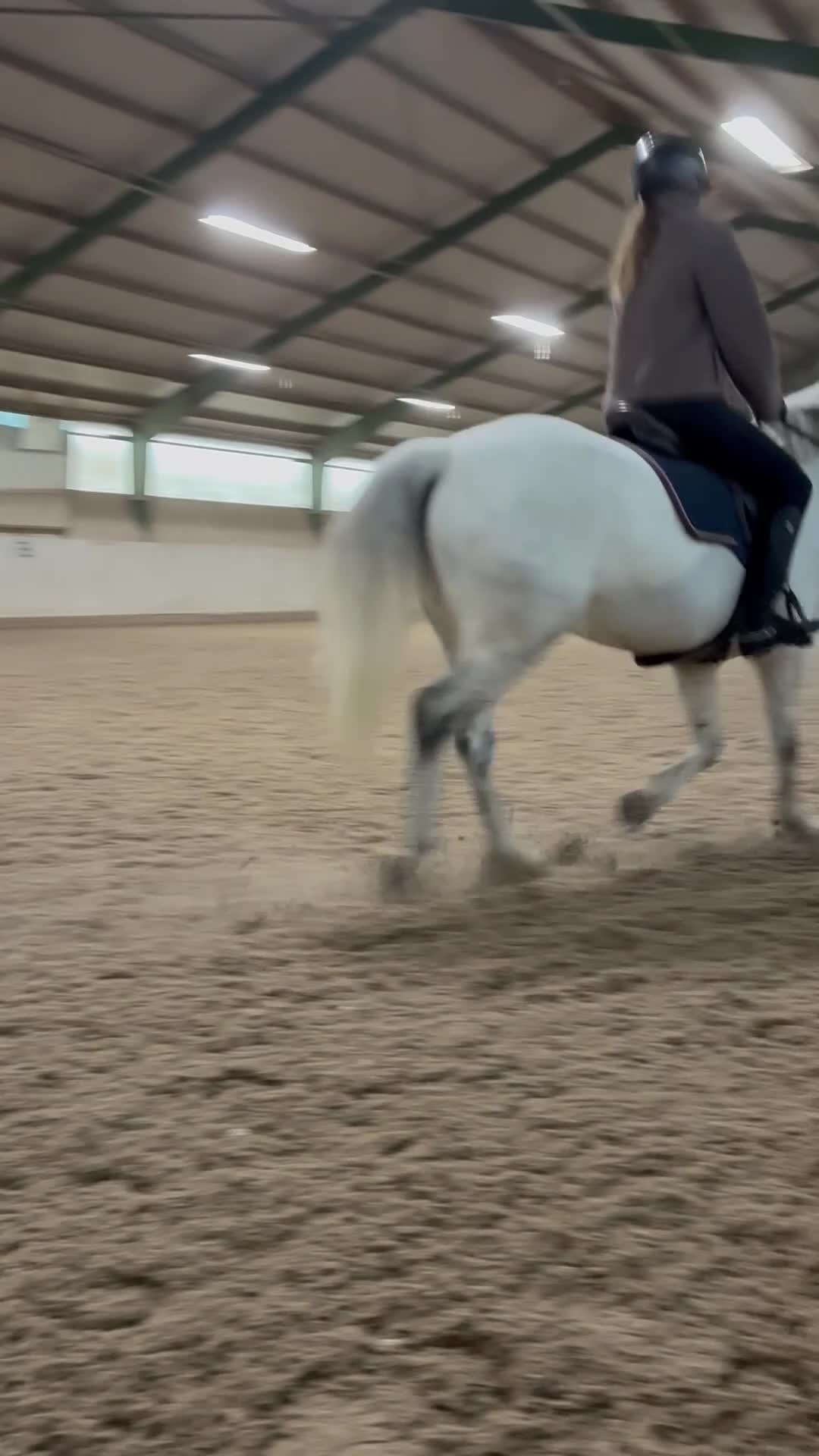 Allround hästar till salu: Snäll d-ponny söker nytt hem - Video 3
