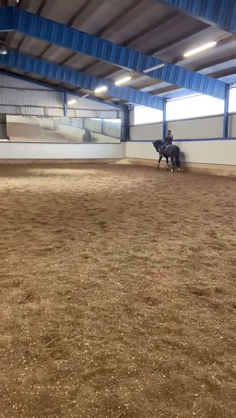 Dressyr hästar till salu: Trevlig häst för framtiden - Video 1