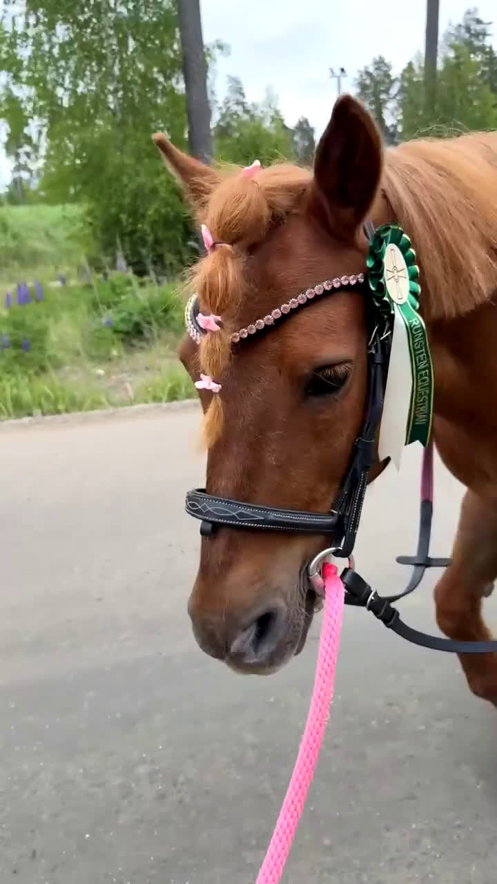  medryttarhäst finnes: Shettis söker ev medryttare 🦄 i Västerhaninge - Video 2