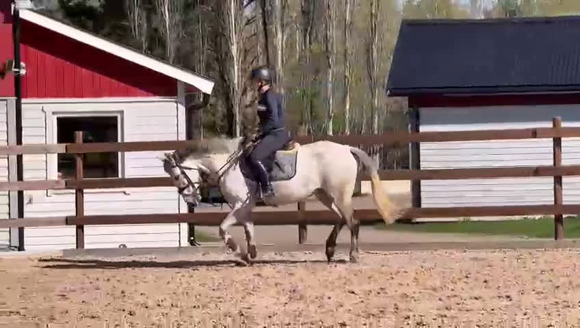 Hoppning hästar till salu: Tuff hopp ponny🌟 - Video 1