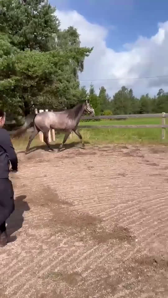 Hoppning hästar till salu: Vacker 2,5 -åring e: Mr. Vain i Hyltebruk - Video 1