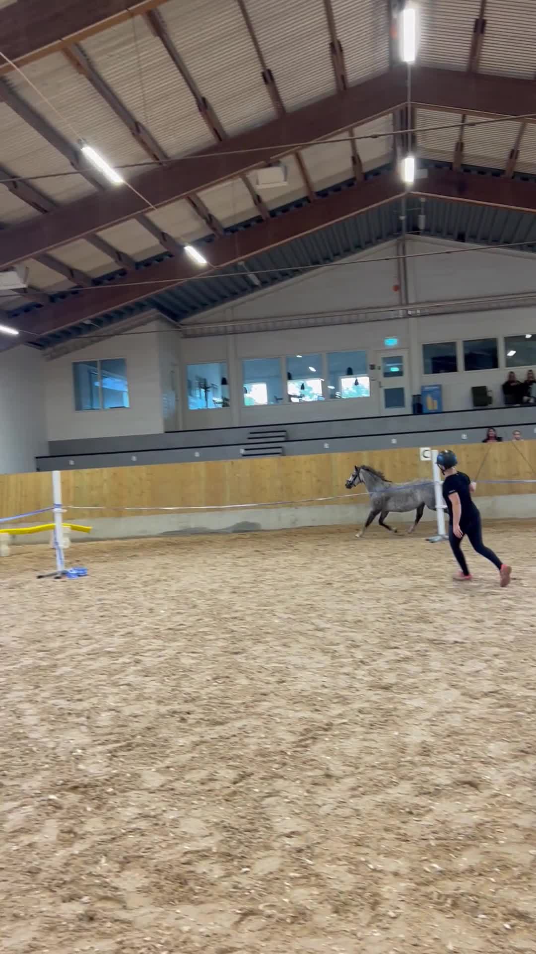  foderhäst finnes: Maxad B-ponny i Kalmar - Video 1