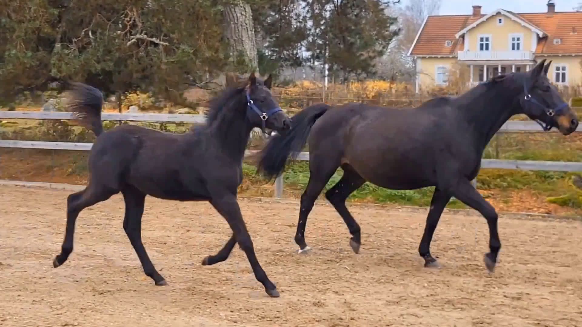 Hoppning hästar till salu: Vackert hingstföl efter Mr Vain  i Mjölby - Video 2