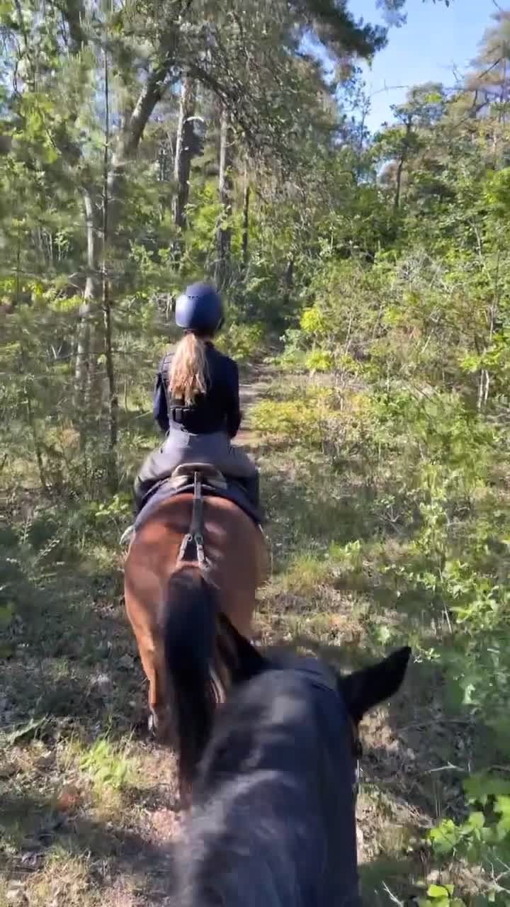 Allround hästar till salu: Vår härliga b-ponny söker nu en ny bästa vän - Video 1