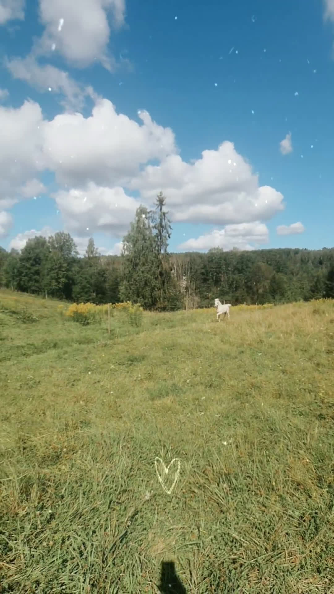 Allround hästar till salu: vitblack åring - Video 1