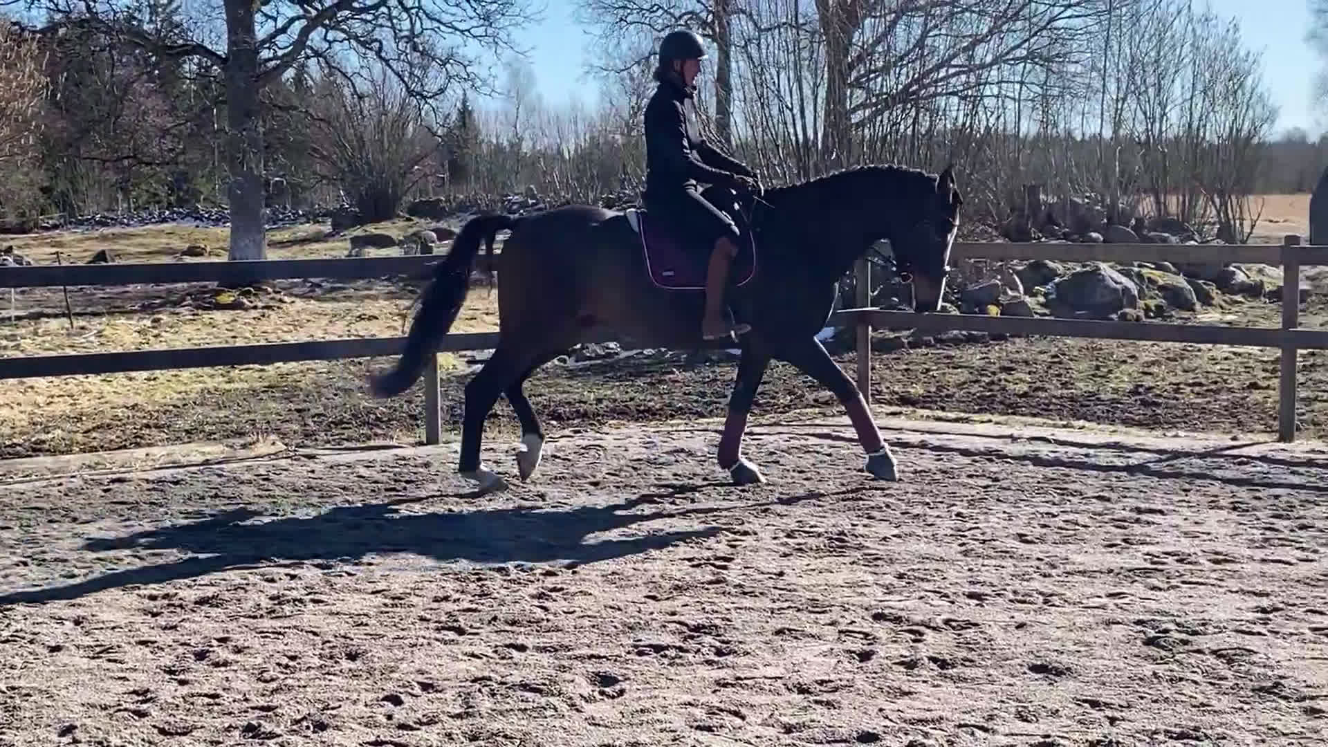 Dressyr hästar till salu: En framtida stjärna i Växjö - Video 2