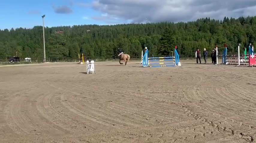 Hoppning hästar till salu: Rosettplockare till salu i Umeå - Video 1