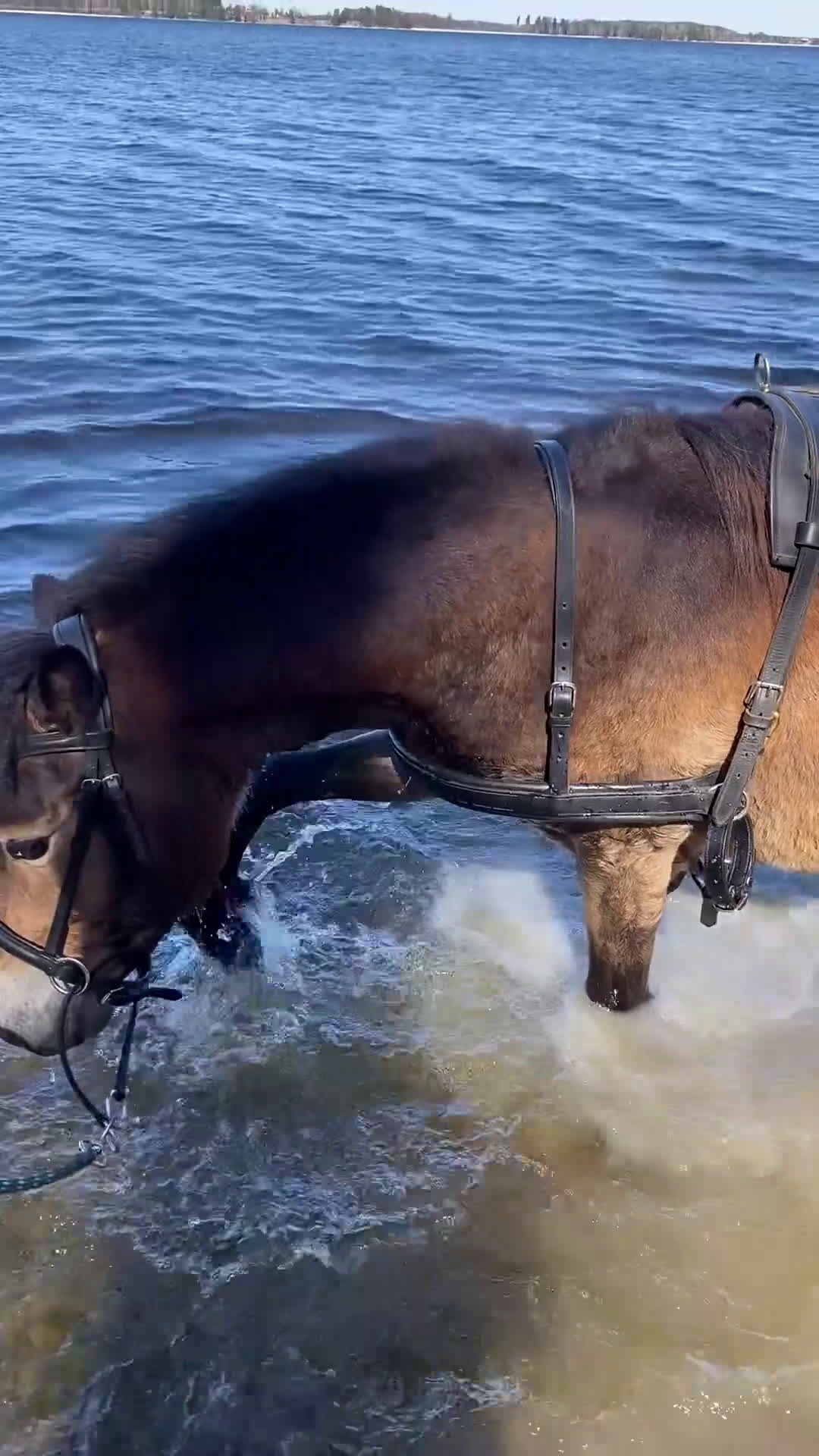 Allround hästar till salu: Världens snällaste Gotlandsruss Sto i Söderköping - Video 1