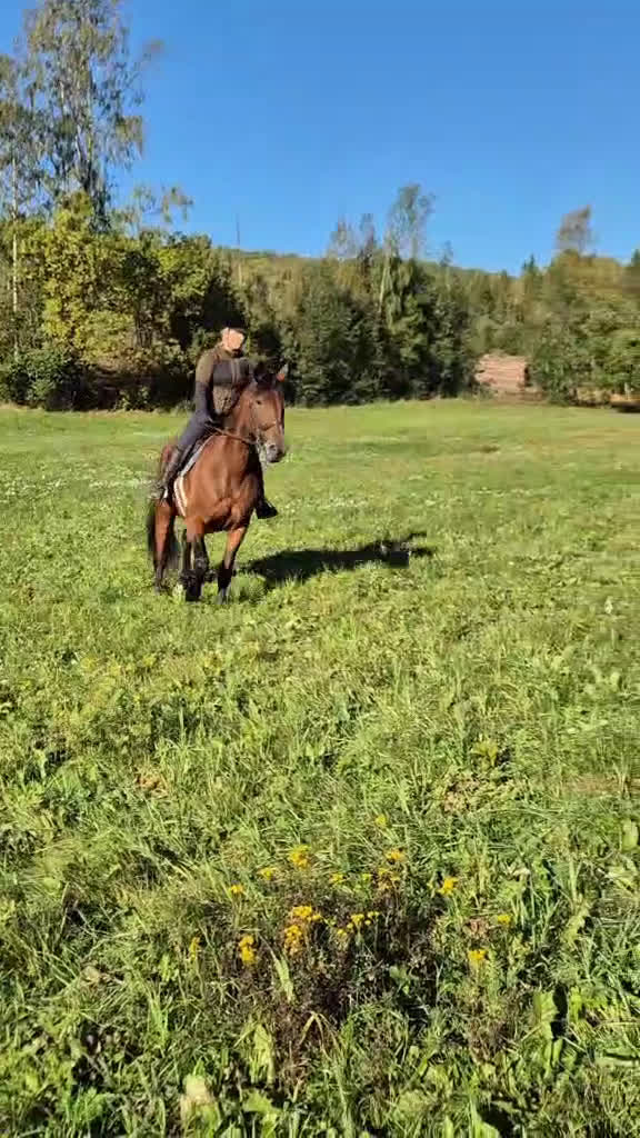 Avelshästar hästar till salu: Fint avelssto/allroundhäst med toppstam - Video 1