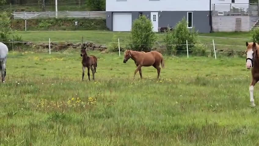 Allround hästar till salu: Exklusivt kvalitetsföl efter Hardrock Z ⭐️ i Ullared - Video 1