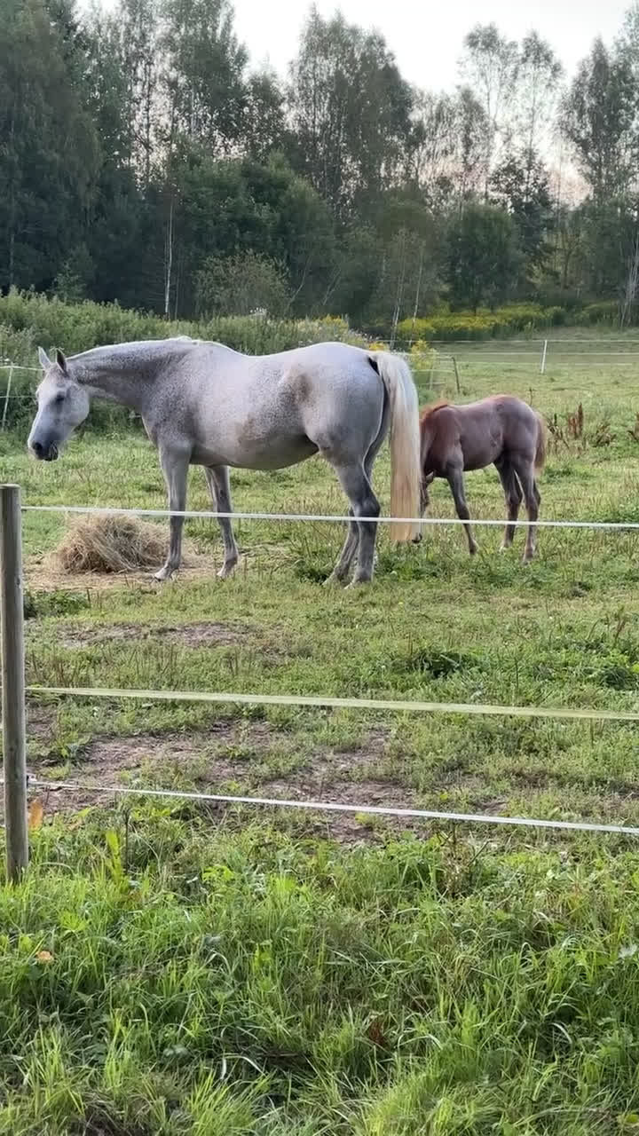 Allround hästar till salu: Once in a lifetime sto, hem viktigare än pris - Video 4