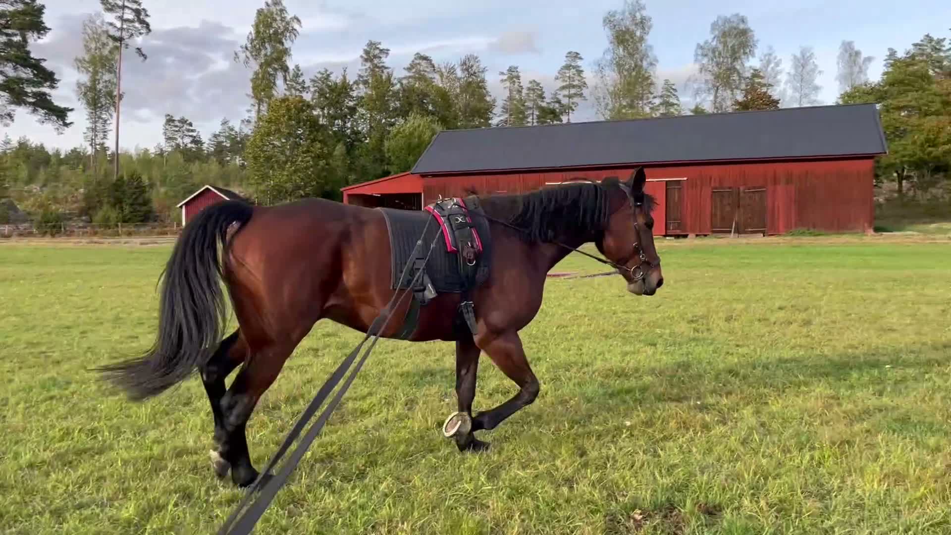 Allround hästar till salu: Trevlig kompis för den rutinerade. - Video 1