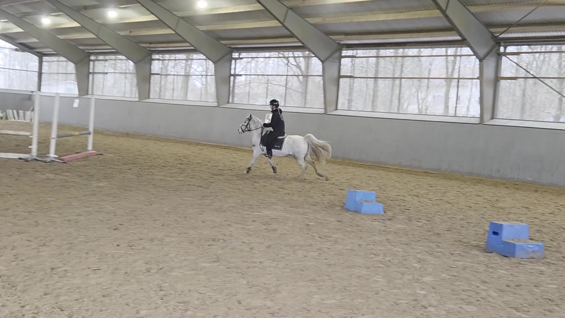 Allround hästar till salu: Söt Hopponny - Video 1