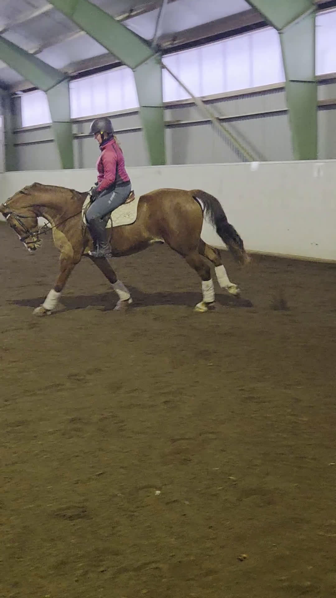 Allround hästar till salu: Svenskfödd val född 2022 - Video 3