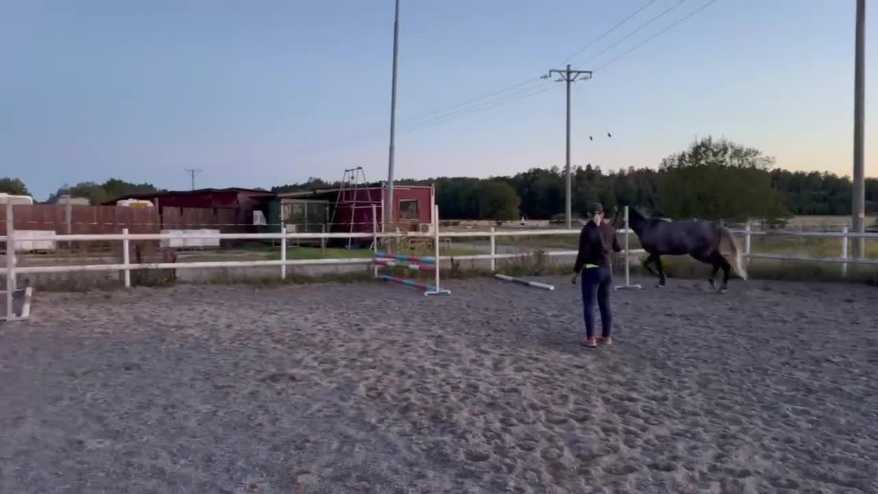 Allround hästar till salu: 5 årig dubbeltalang - Video 3