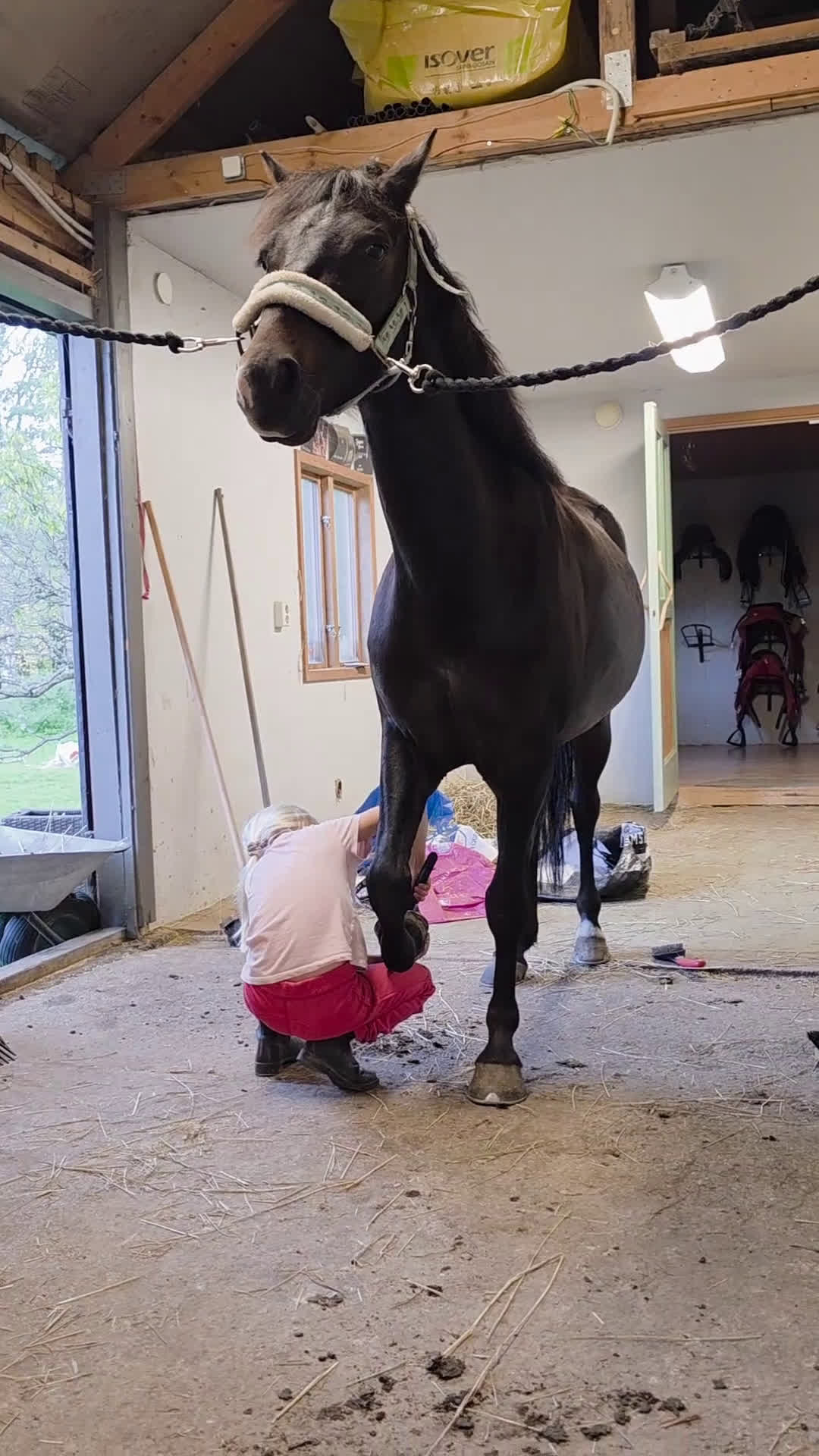 Hoppning hästar till salu: Berry - din nästa stjärna ☆ i Kungsör - Video 3