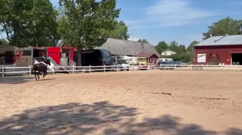 Hoppning hästar till salu: Superfin D ponny - Video 2