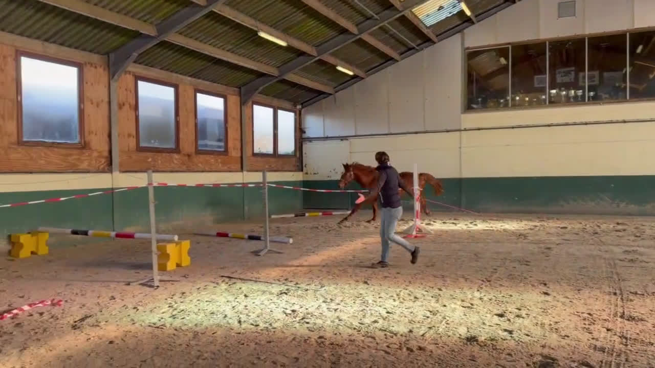 Hoppning hästar till salu: Intressekoll 3års hingst  - Video 3