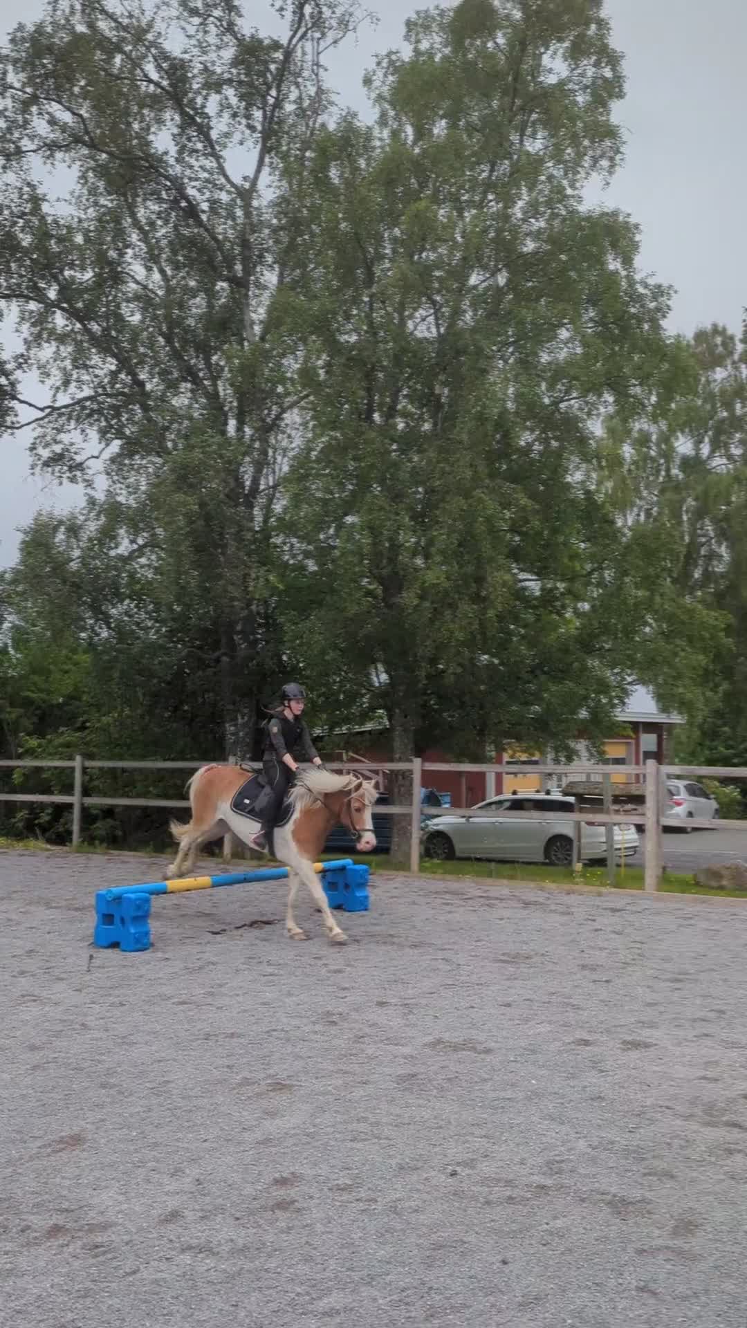 Allround hästar till salu: Sockersöt B-Ponny!❤️🎀 - Video 2