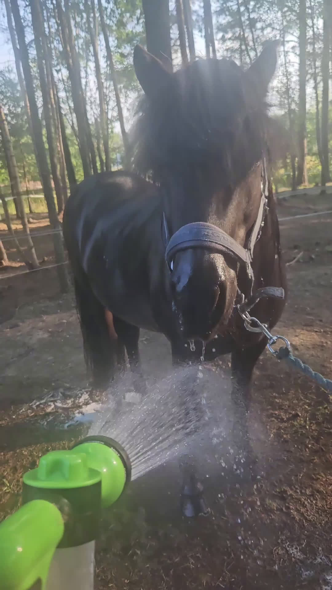 Island hästar till salu: Drömkillen med härlig personlighet i Skellefteå - Video 1