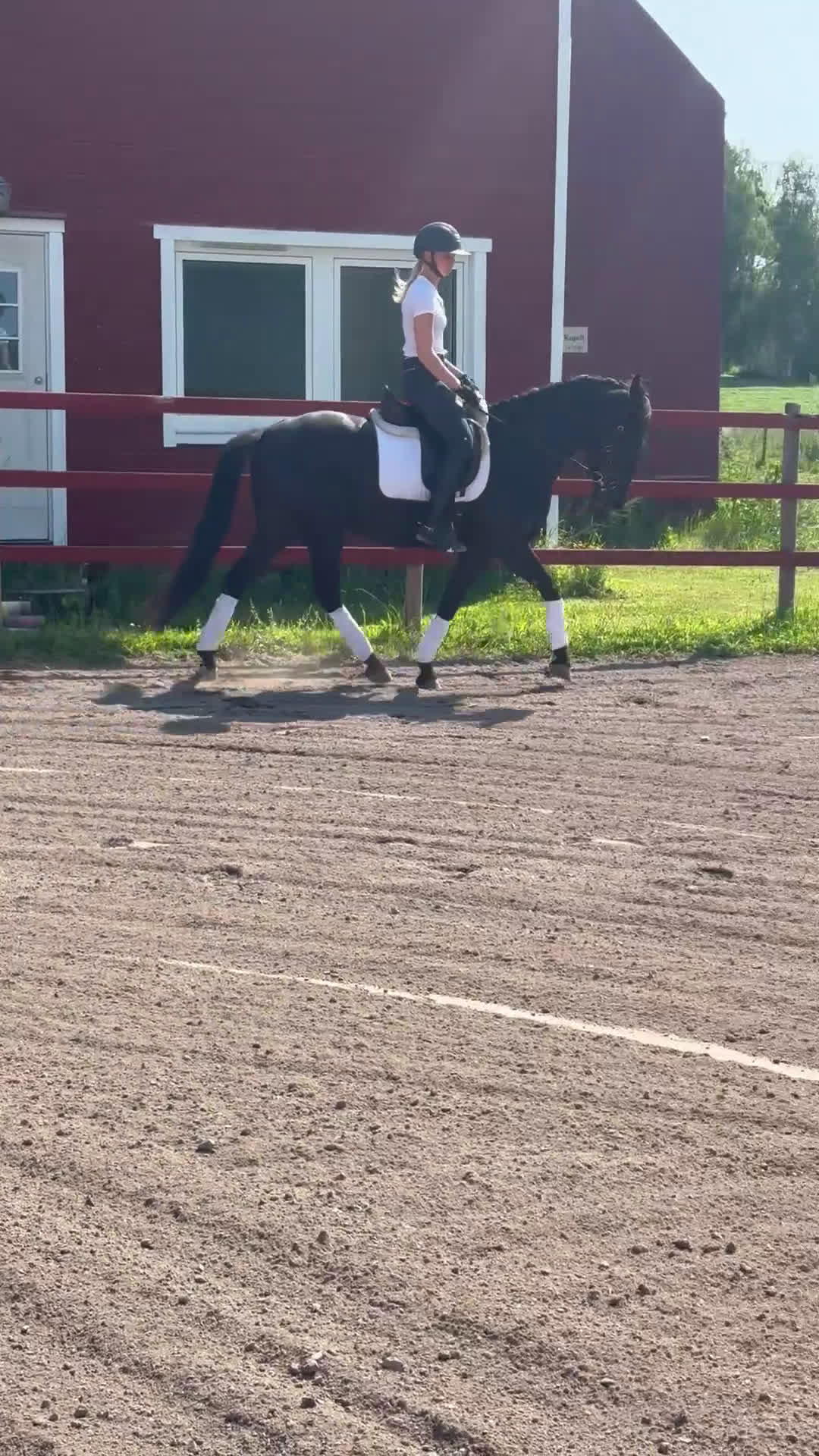 Allround hästar till salu: Perfekt till vuxen ryttare ⭐️ i Fjugesta - Video 1