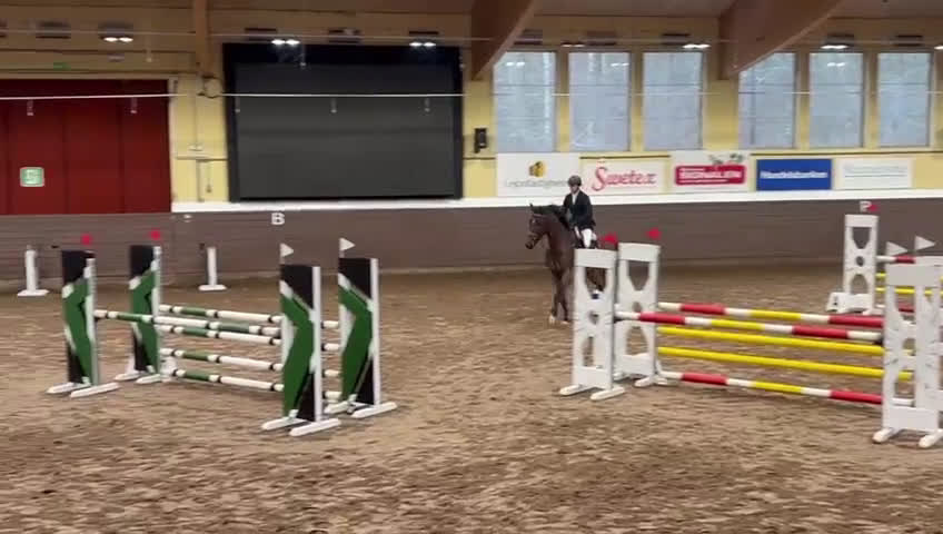 Hoppning hästar till salu: Läromästare  - Video 1