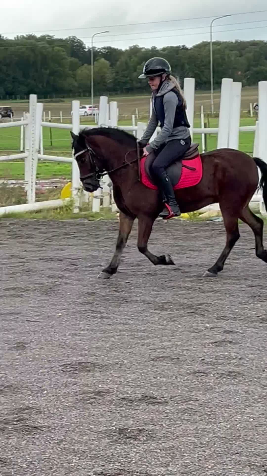 Allround hästar till salu: Ponny man kan göra allt med - Video 1