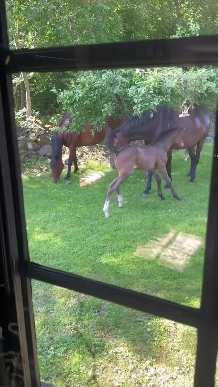 Allround hästar till salu: Het och speciell men med stort hjärta - Video 4