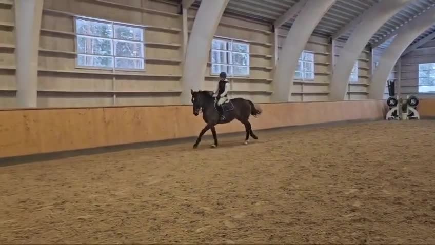  foderhäst finnes: Fint hoppsto söker fodervärd i Strängnäs - Video 1
