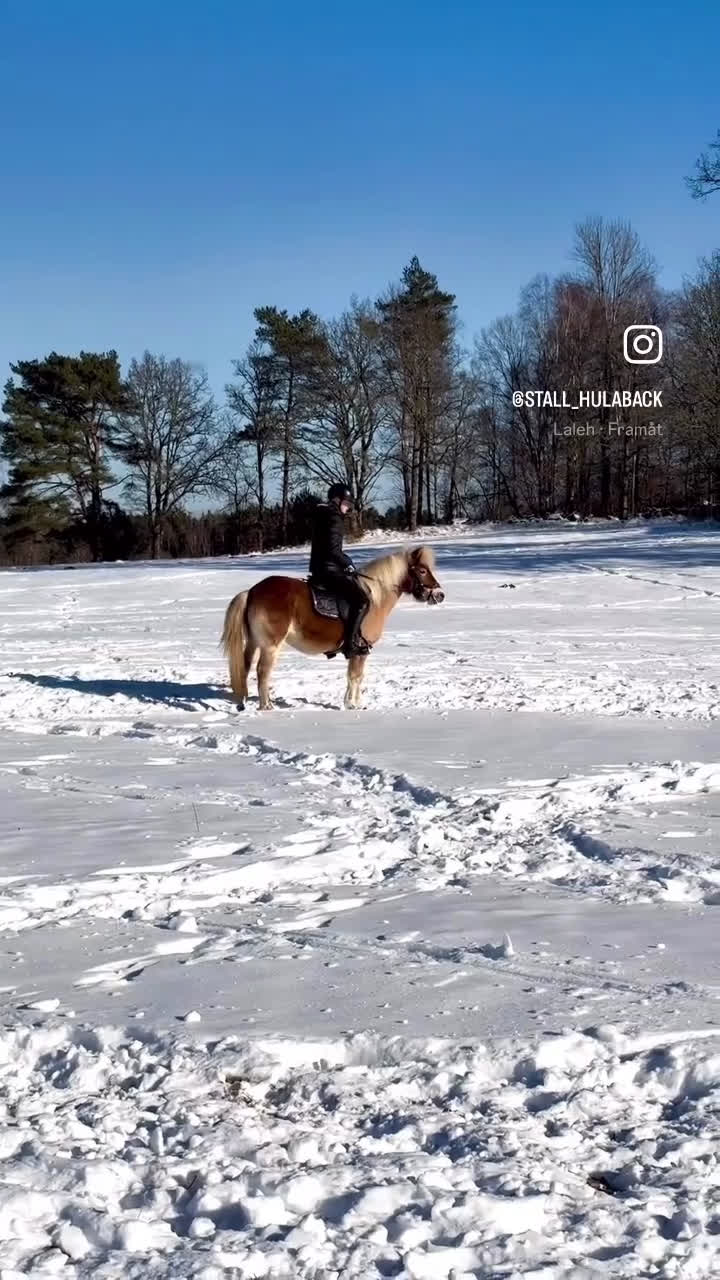 Allround hästar till salu: Allgunnens Grace i Markaryd - Video 1