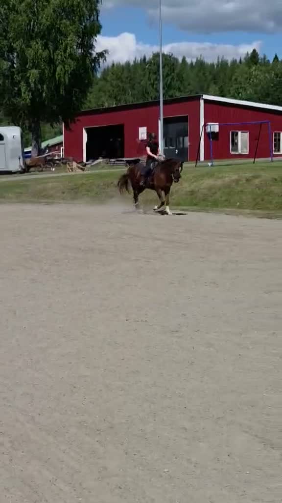 Dressyr hästar till salu: Super trevlig kille till Dressyr eller Hoppning🧡 - Video 1