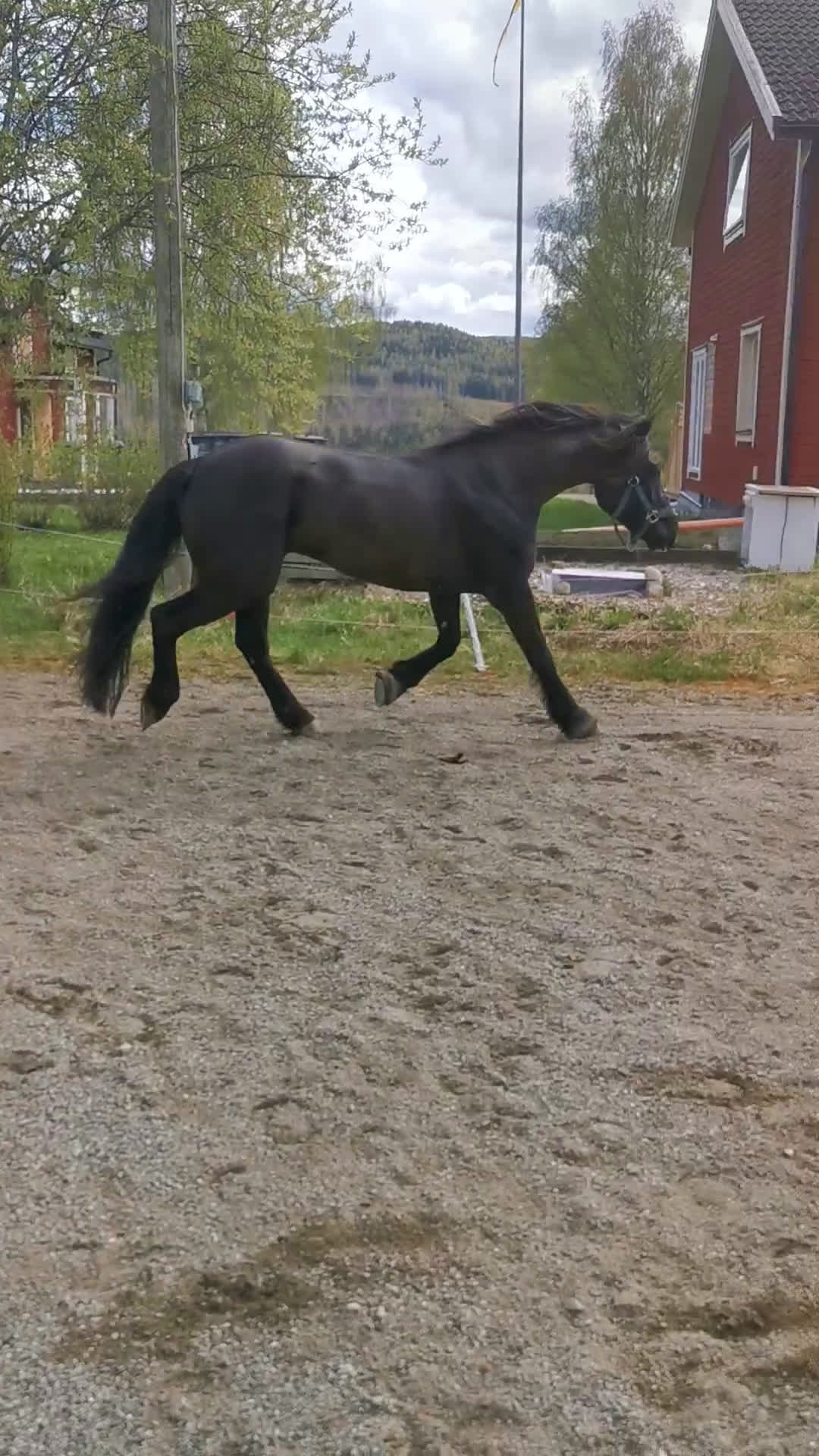 Allround hästar till salu: Sportigt Sto! Trav,rid, avel i Leksand - Video 2