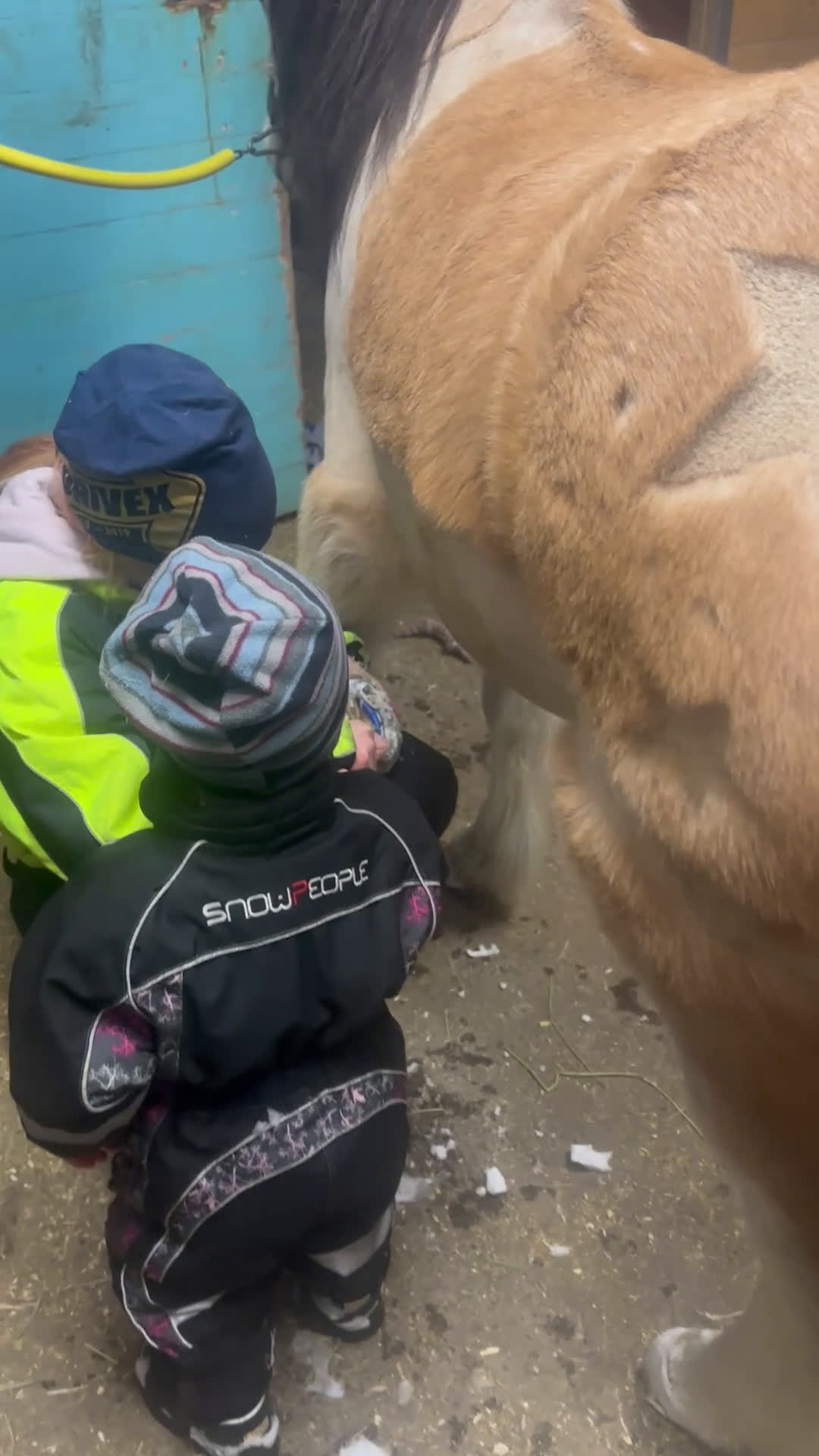 Allround hästar till salu: Sötaste och snällaste barnponnyn - Video 4