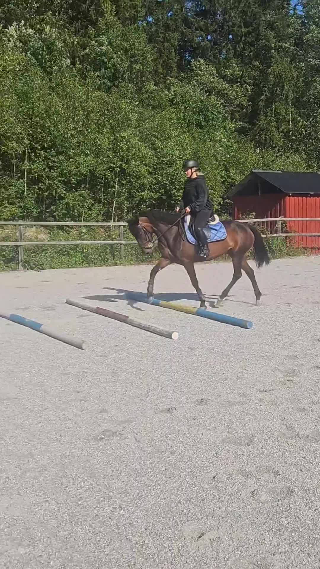 Hoppning hästar till salu: Läckert D-ponny sto 5 år, en ponny för framtiden! - Video 1